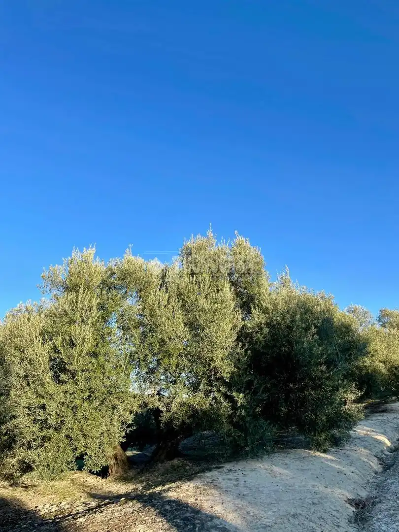 Terrenos y solares en venta en Úbeda, imagen 8