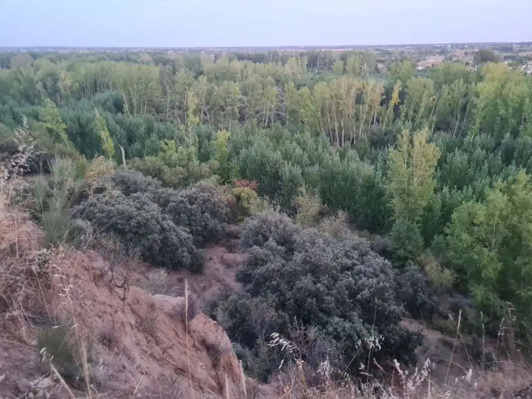 Terreni e lotti in vendita a Escalona, imagen 17
