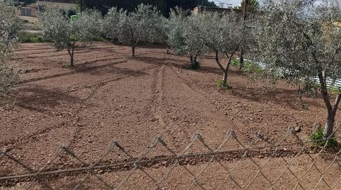 SOLAR DE 1000 METROS CUADRADOS URBANO Y UN TERRENO CERCANO DE 400 METROS CON 26 OLIVERAS, immagine 4