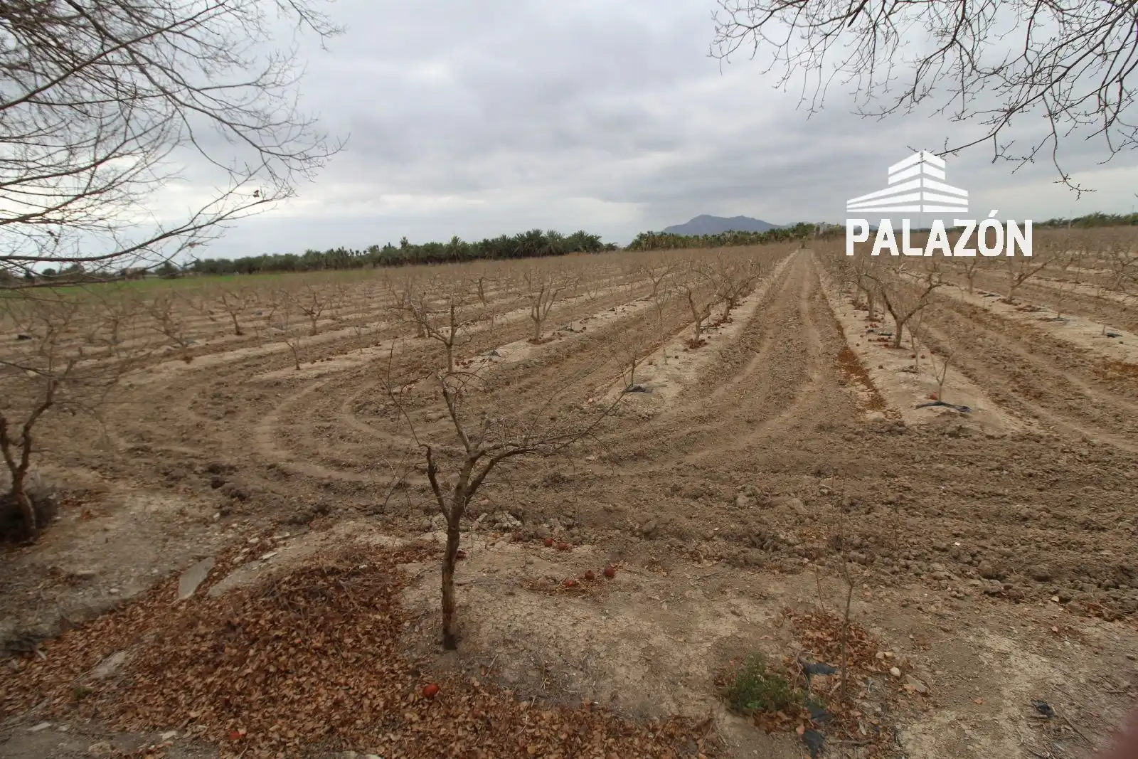 Terreno rustico in vendita a Crevillent, imagen 4