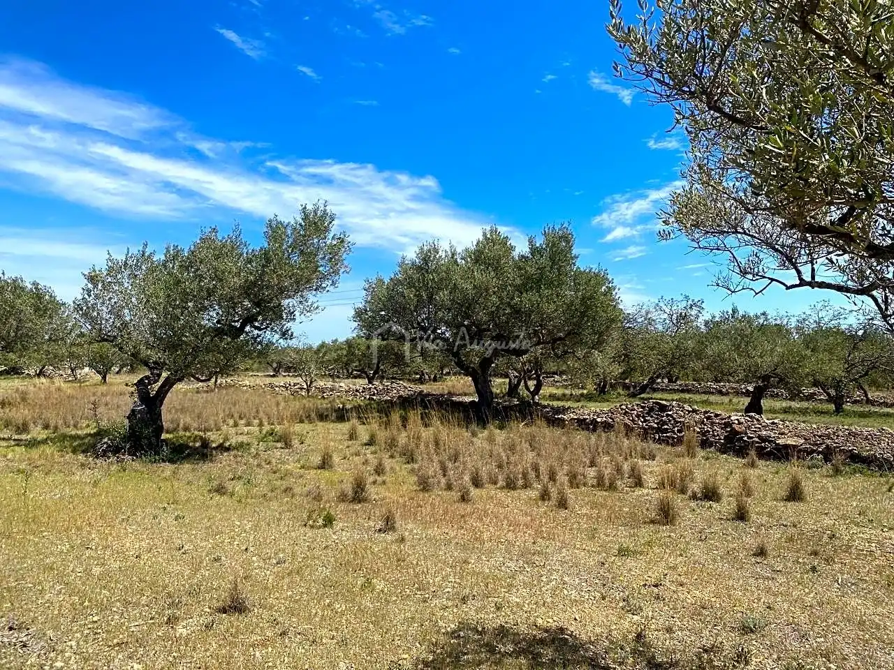 Terreno rustico in vendita a Mas de Baralluga, imagen 9