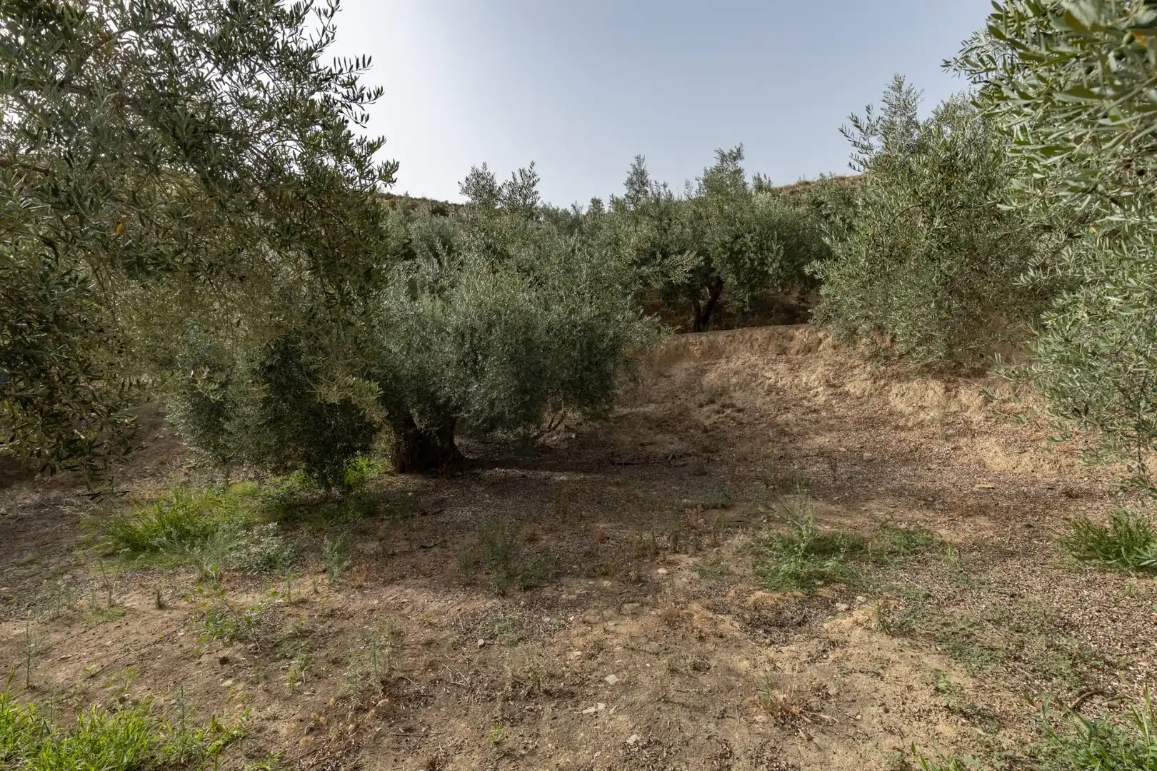 Land for sale in Lecrín