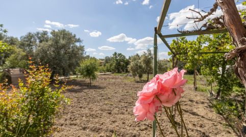 Foto 5 de Finca rústica en venta en Polígono 7 Paraje 147 la Quinta, Ayuntamiento, Alhendín