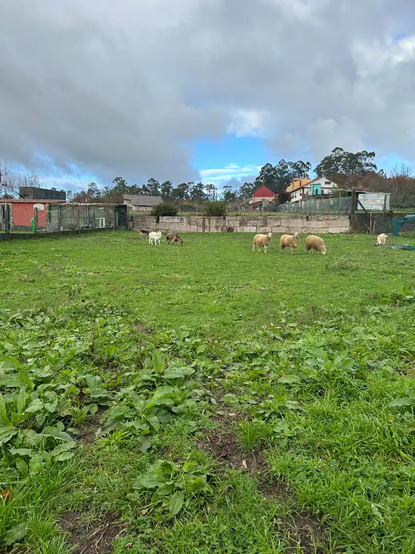 Terreni e lotti in vendita a Camiño do Sanguiñal, imagen 7