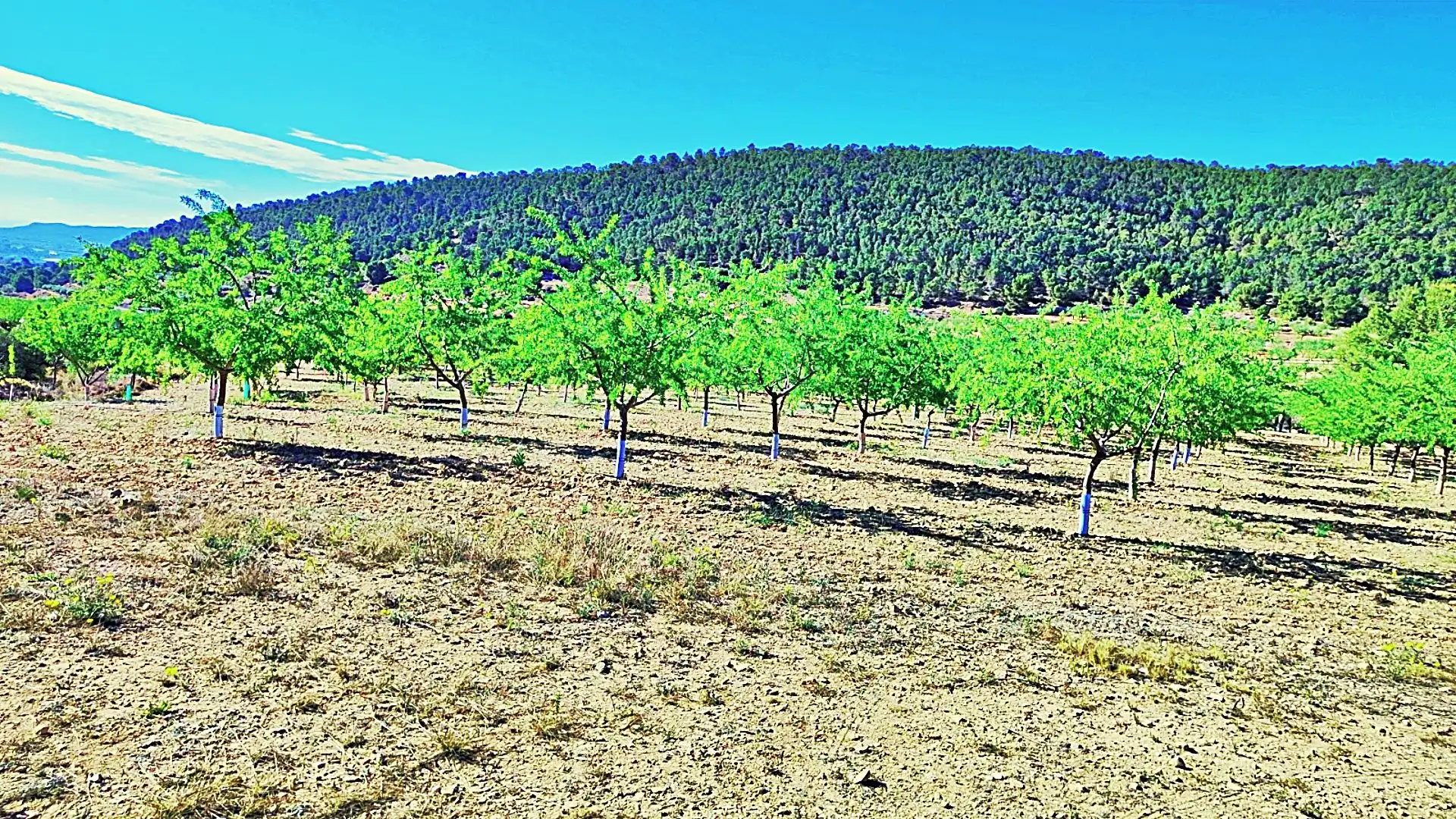 Terreny rústic en venda a La Romana, imagen 10