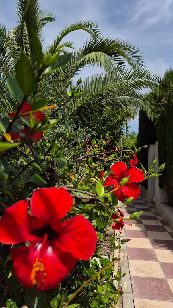 Garden of Detached homes for sale in Elche / Elx  with Air Conditioner, Heating and Terrace