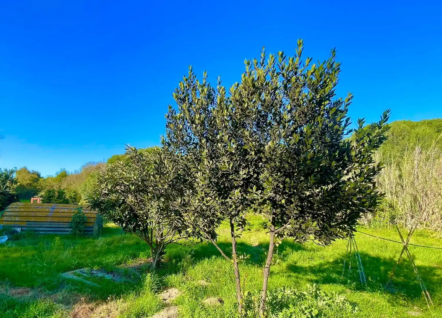 Houses for sale in La Línea de la Concepción