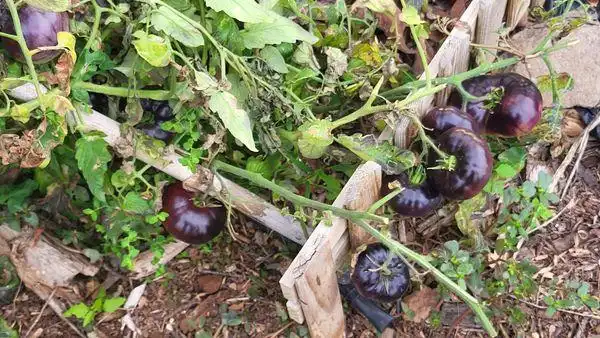 Jardí de Finca rústica en venda en Santa María de Guía de Gran Canaria