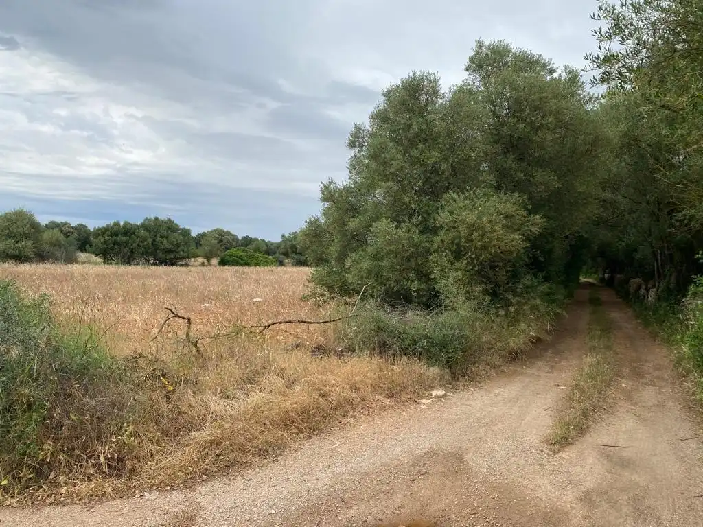 Grundstücke und Bauplätze zum Verkauf in CAMI DE SA TORTUGA, imagen 8