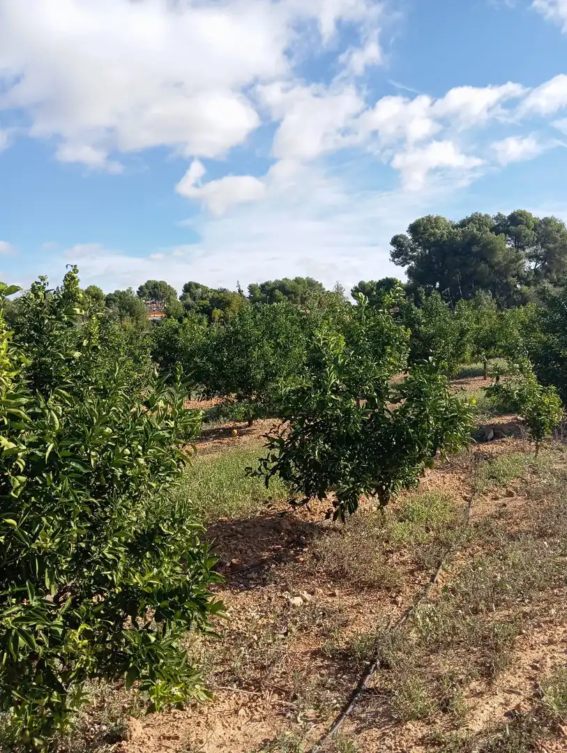 Terreno rústico en venta en Montserrat, imagen 8