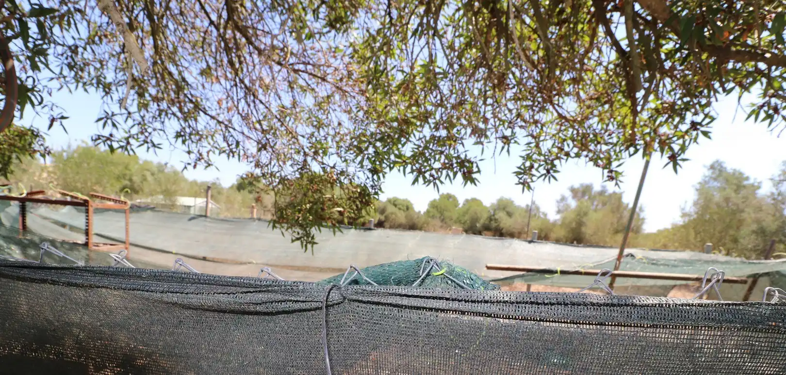 Jardín de Finca rústica en venta en Llucmajor con Calefacción, Trastero y Piscina