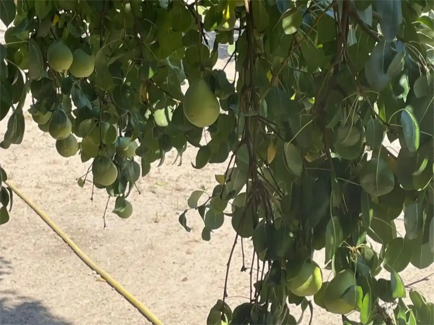 Jardín de Terreno en venta en Burujón