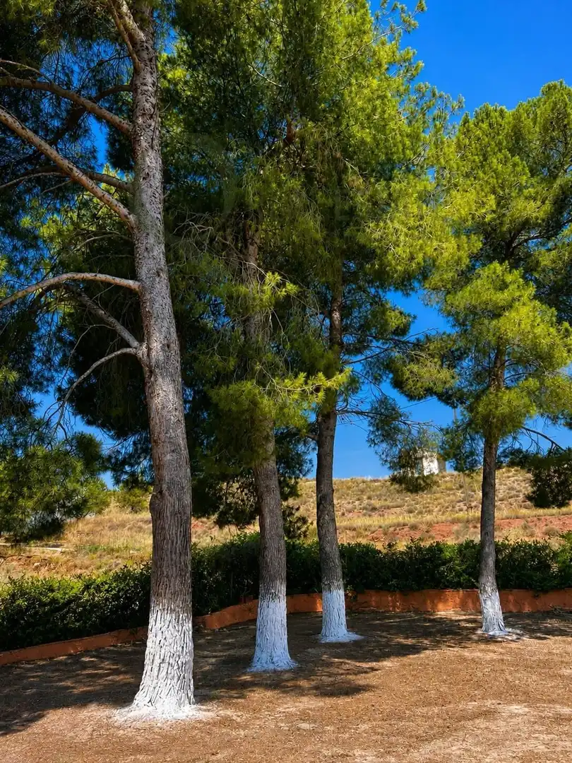 Vista exterior de Casa o chalet en venta en Villena con Jardín privado, Piscina y Amueblado