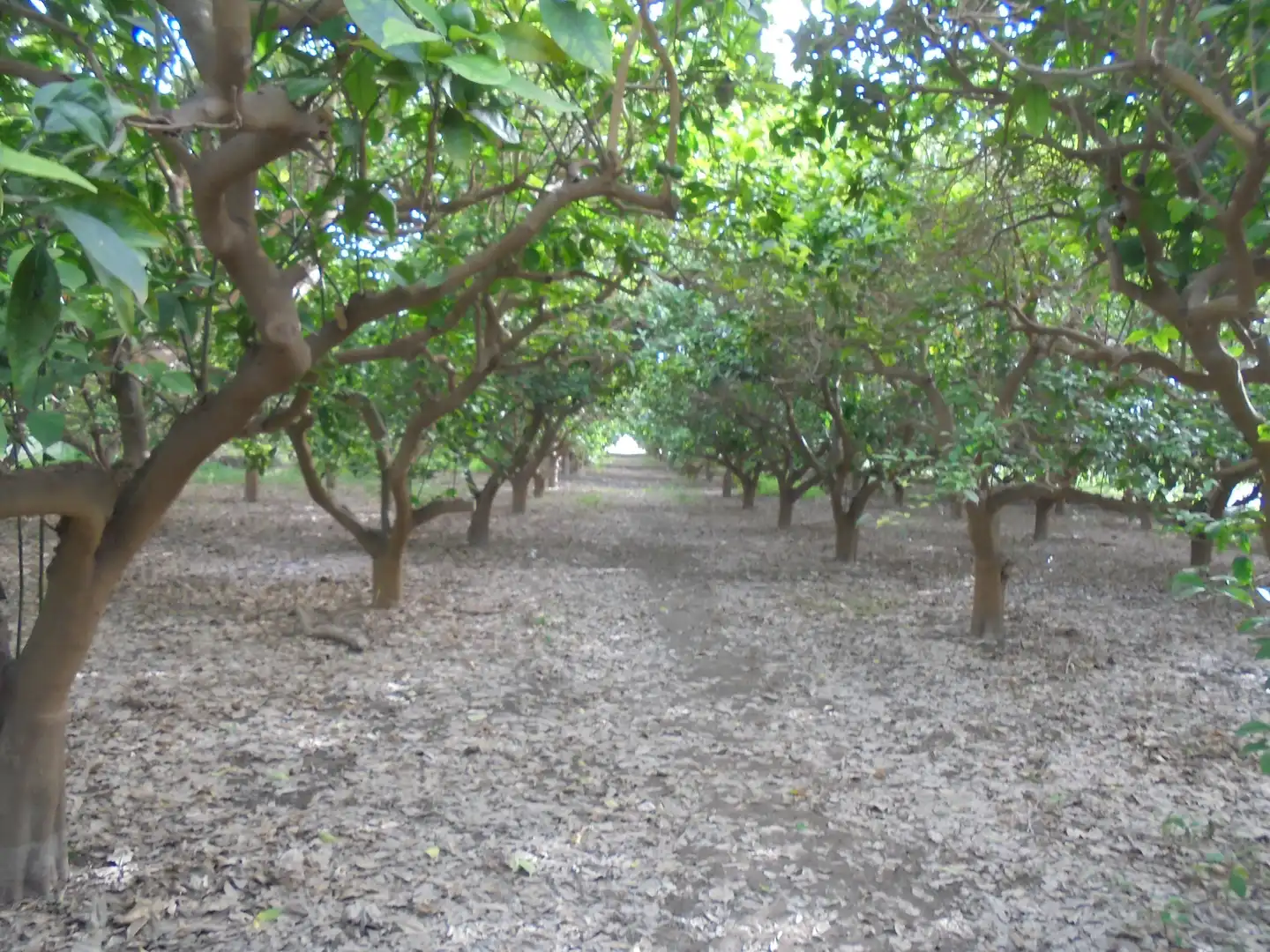 Jardín de Terreno en venta en Rioja