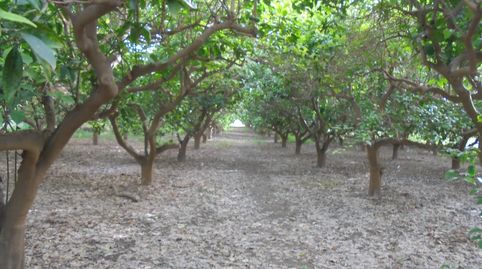 SE VENDE FINCA DE NARANJOS EN RIOJA, ALMERÍA, immagine 2