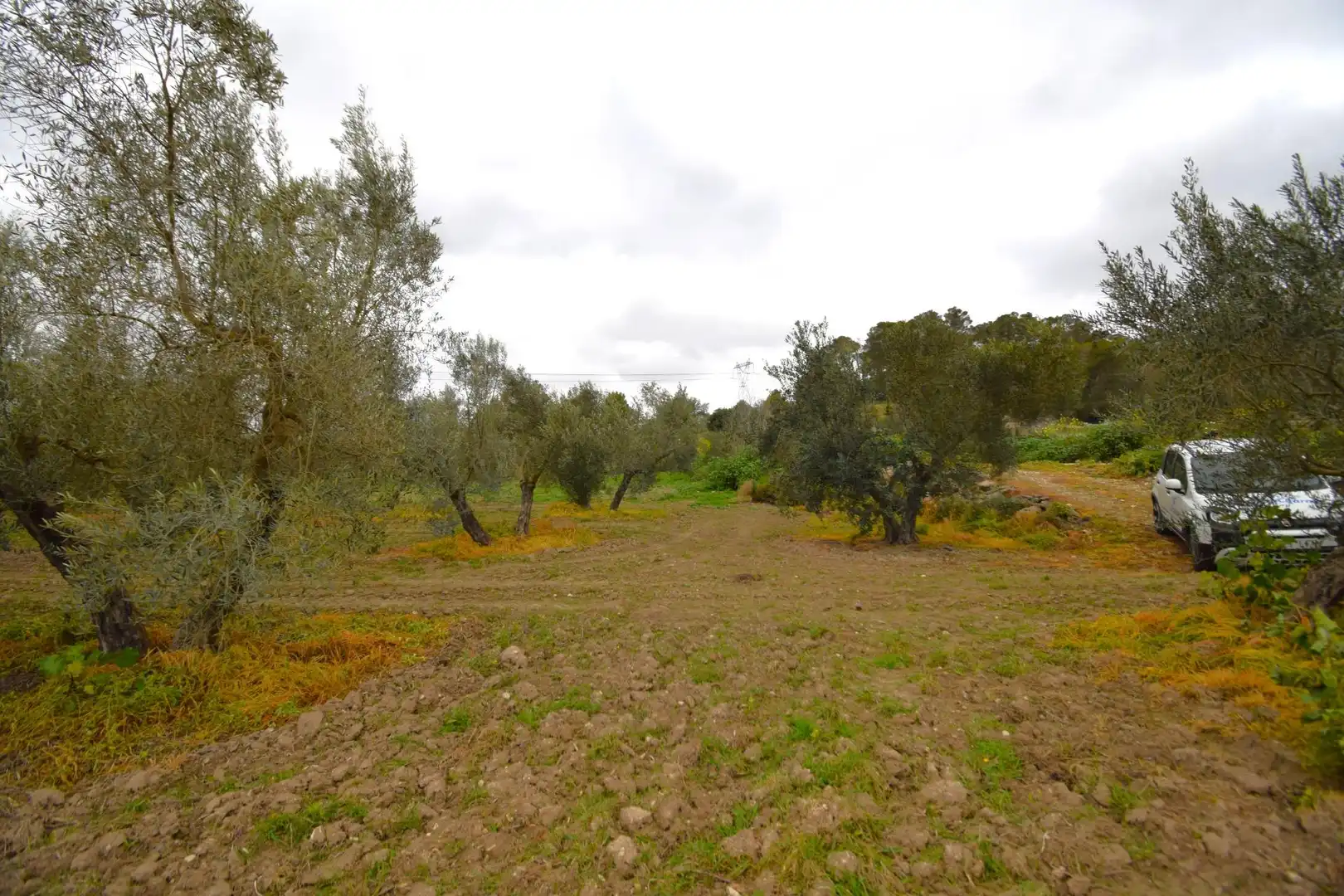 Rural land for sale in Llubí, imagen 14