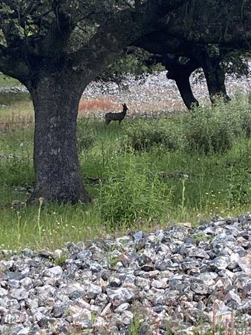 Terreno en Venta en Deleitosa