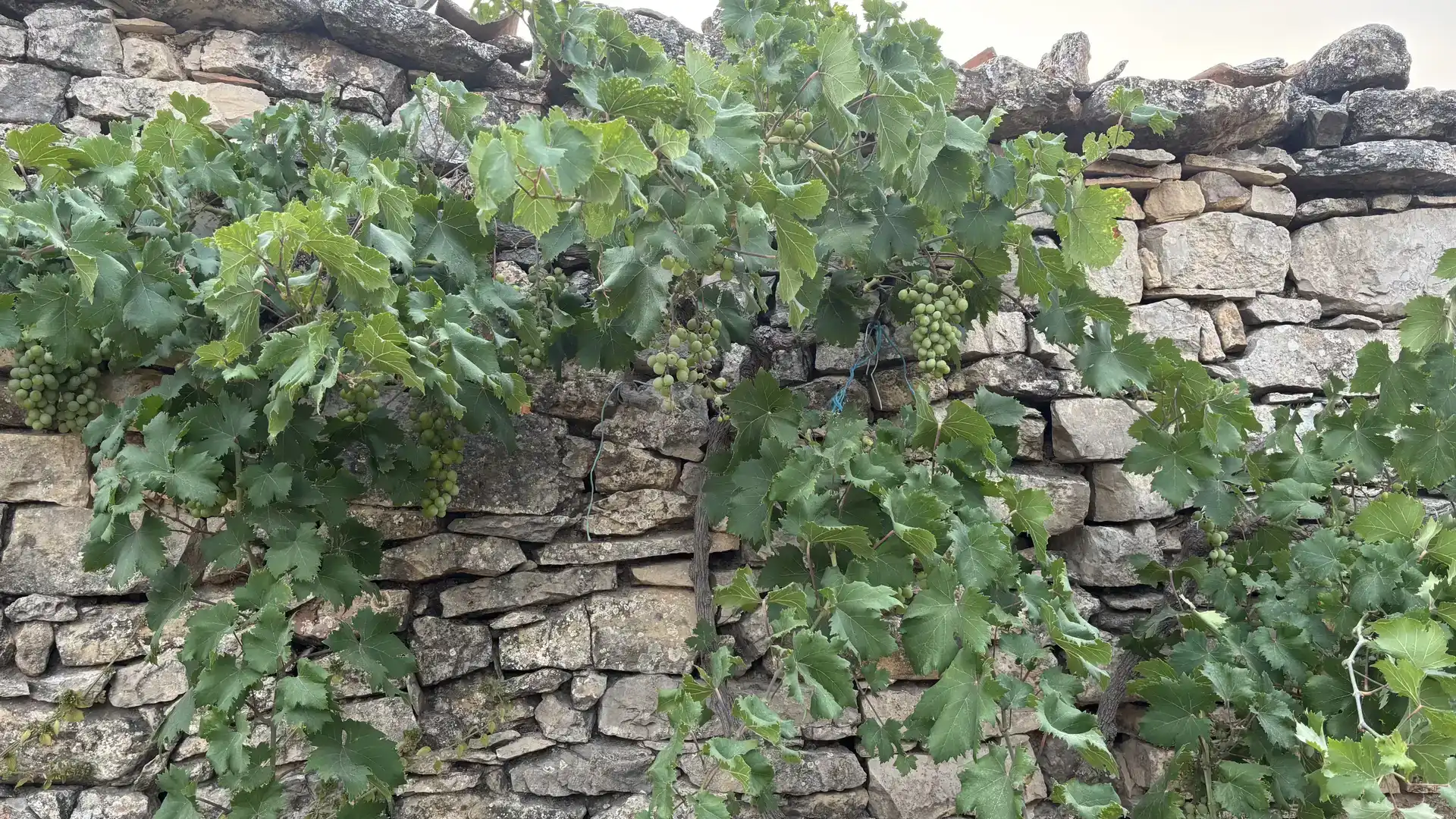 Jardí de Finca rústica en venda en La Fatarella amb Jardí privat
