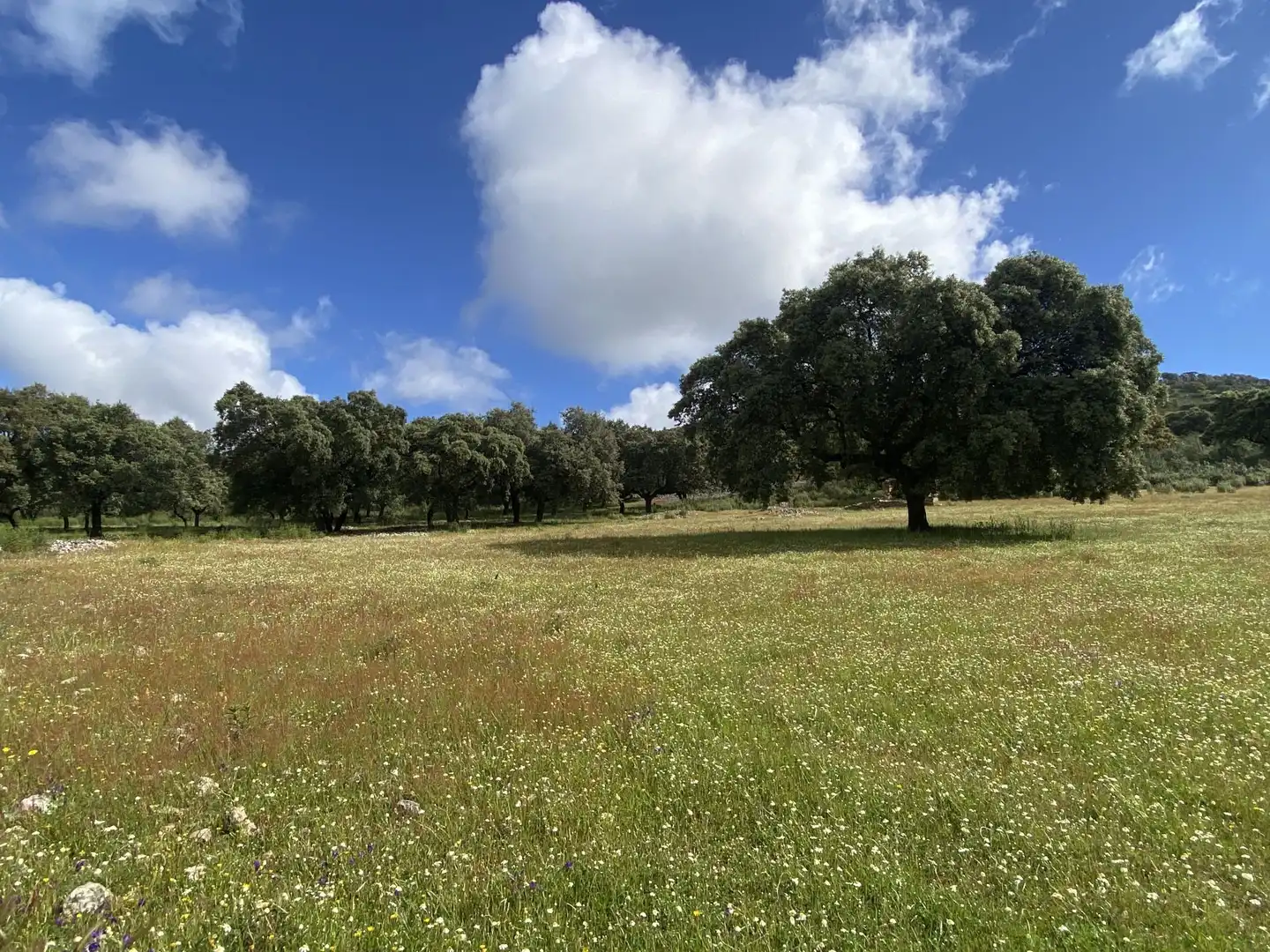 Terreno en venta en Deleitosa