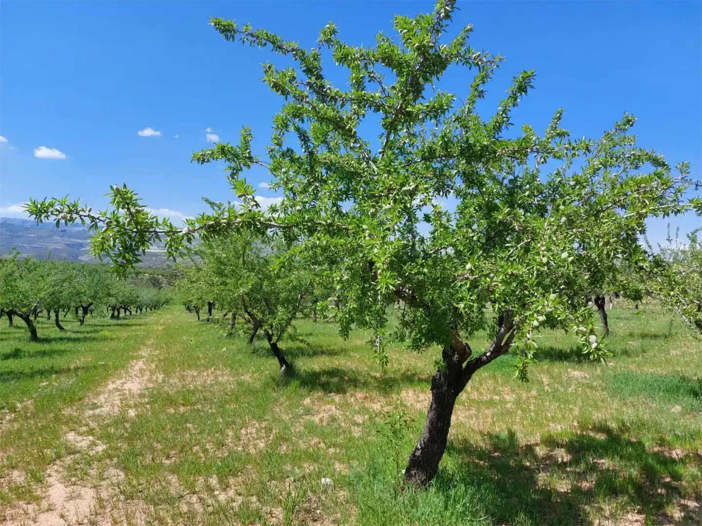 Finca rústica en venda en La Peza