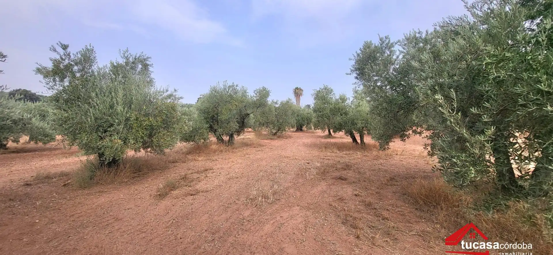 Grundstücke zum Verkauf in Montoro