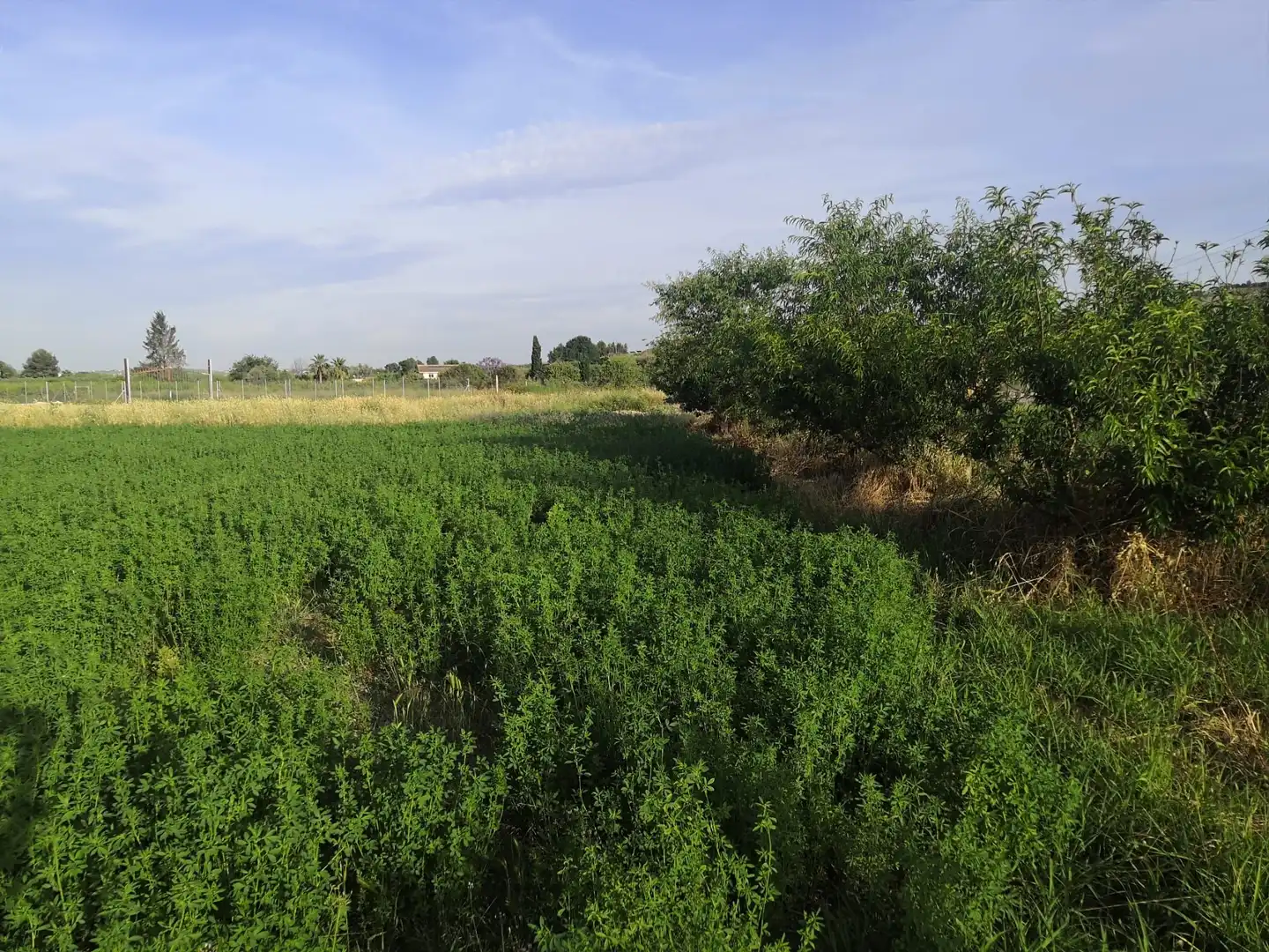 Terreny rústic en venda a Paraje Pullas, las, imagen 6