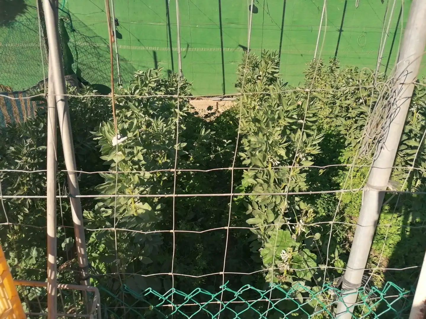 Jardí de Finca rústica en venda en Dalías amb Jardí privat i Terrassa