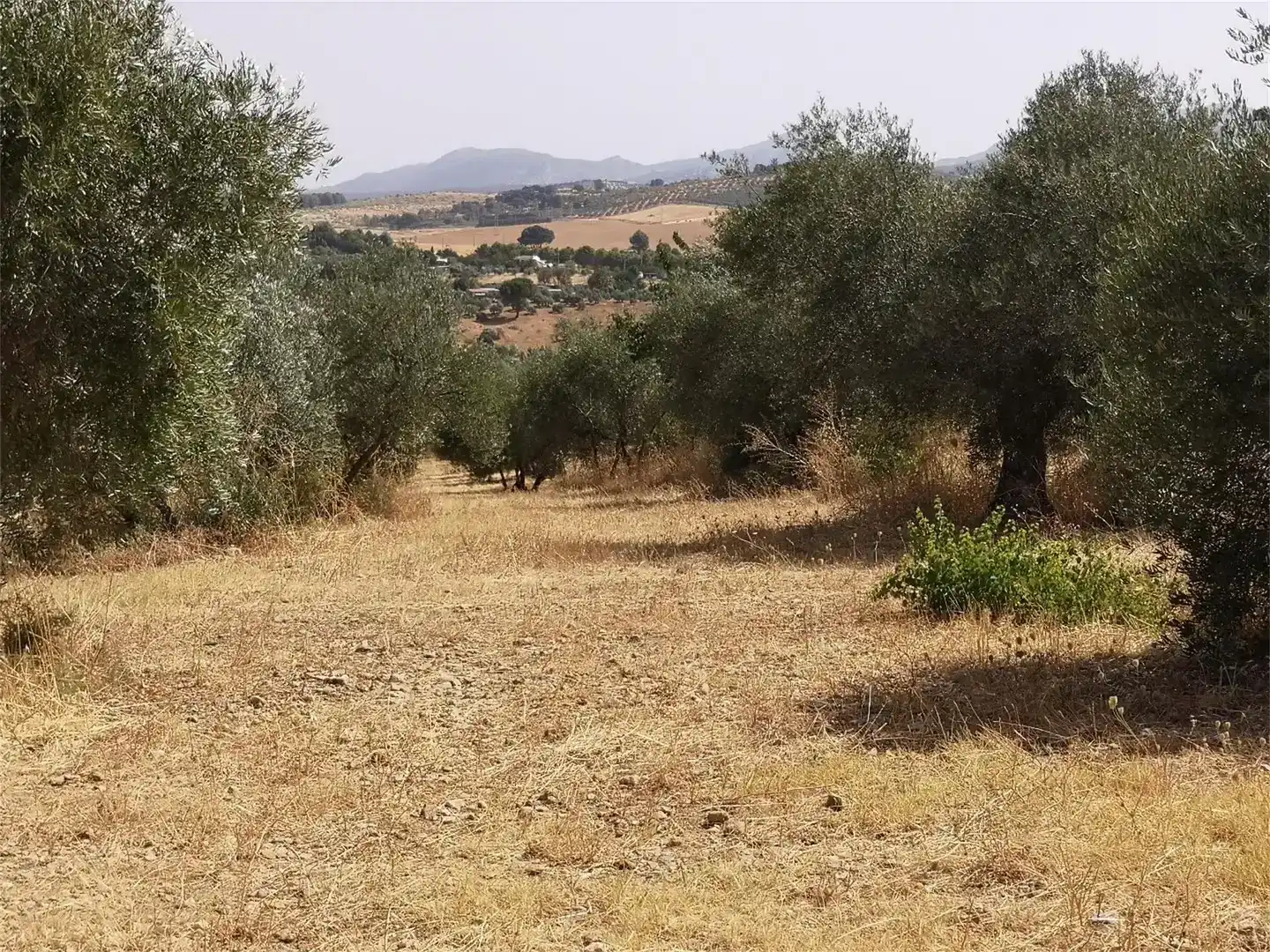Finca rústica en venda en Ronda