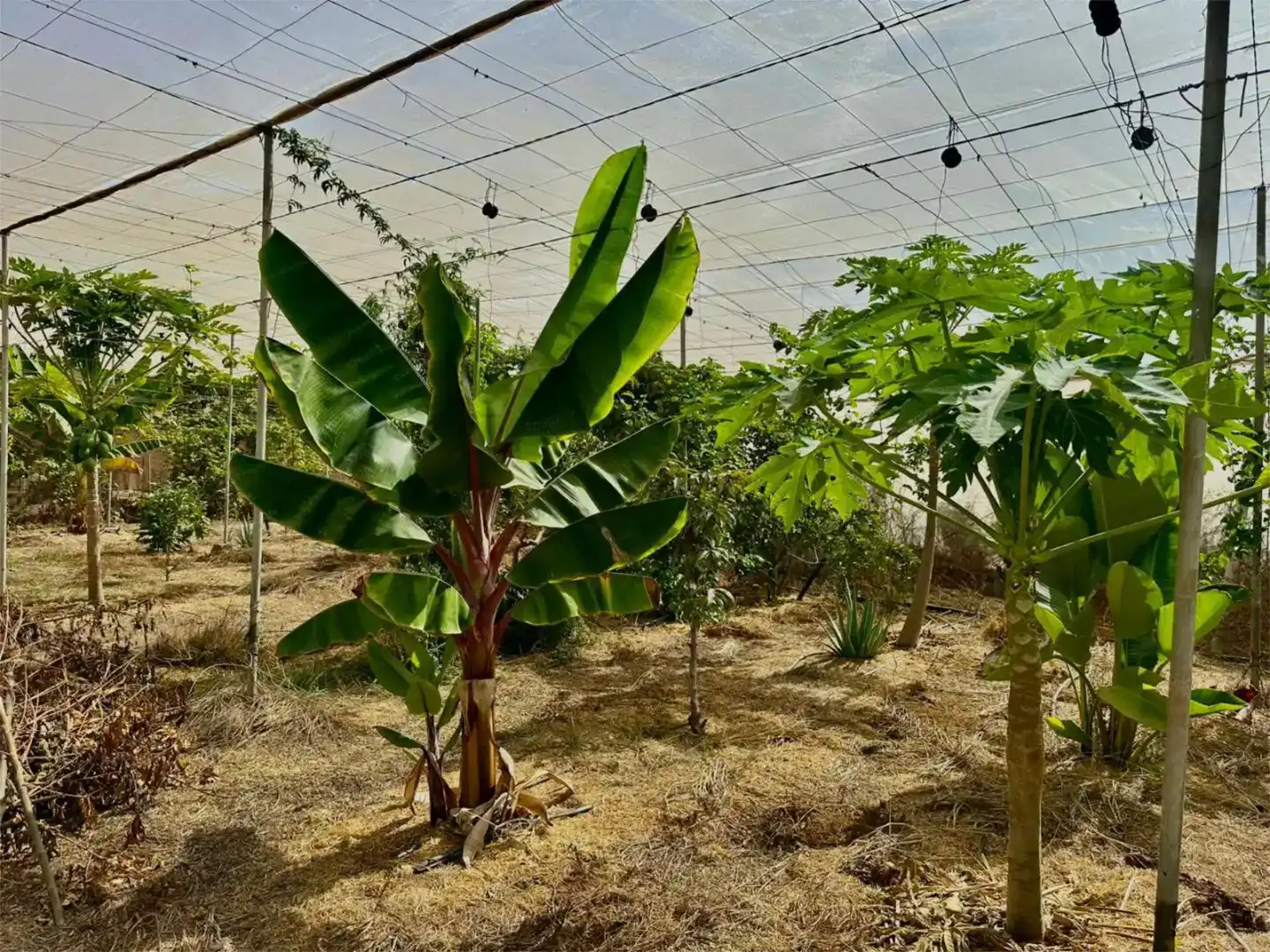 Jardí de Finca rústica en venda en Guía de Isora