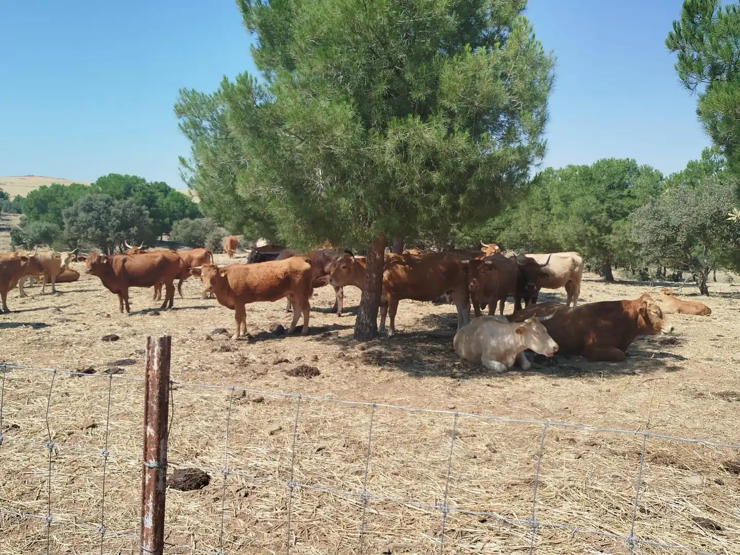 Terreni e lotti in vendita a San Roque - Ronda Norte, imagen 4