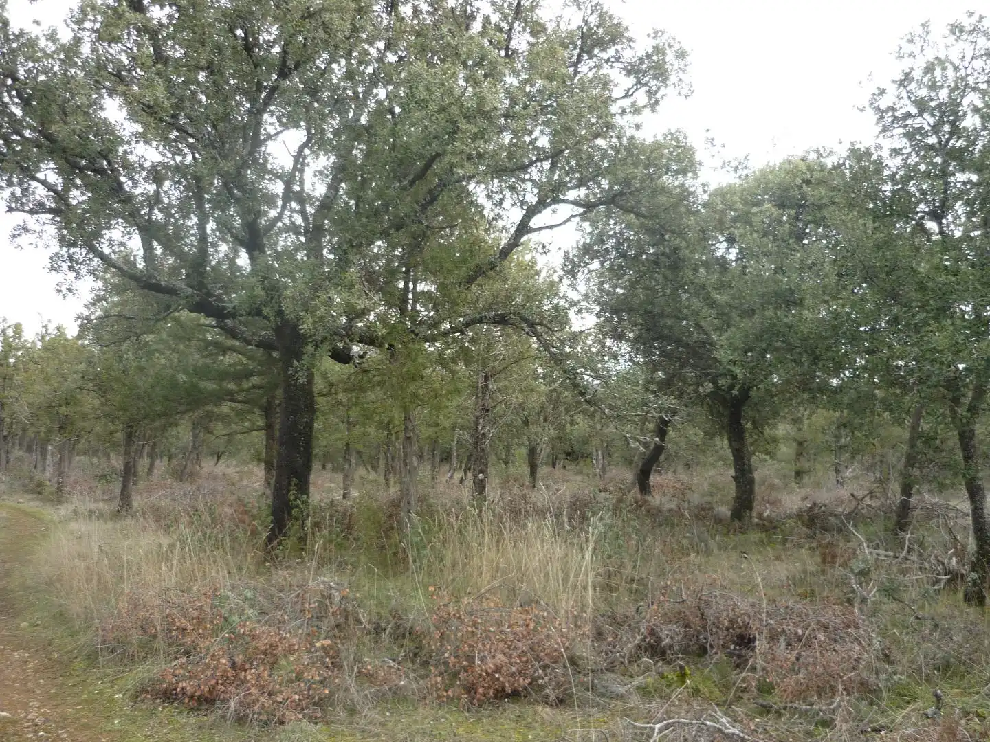 Terreno en venta en Pedraza