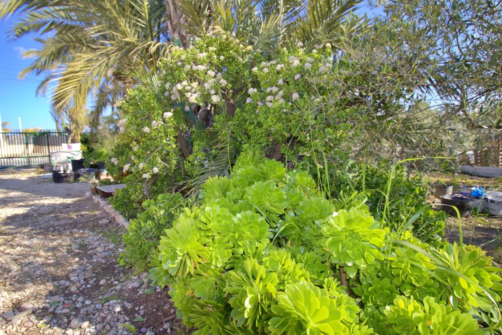 Jardí de Casa o xalet en venda en Elche / Elx amb Jardí privat i Traster