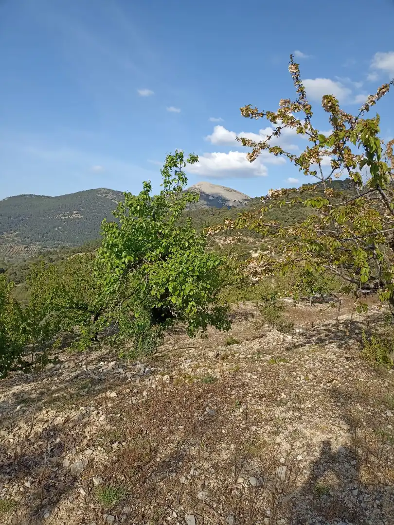 Land for sale in Torres