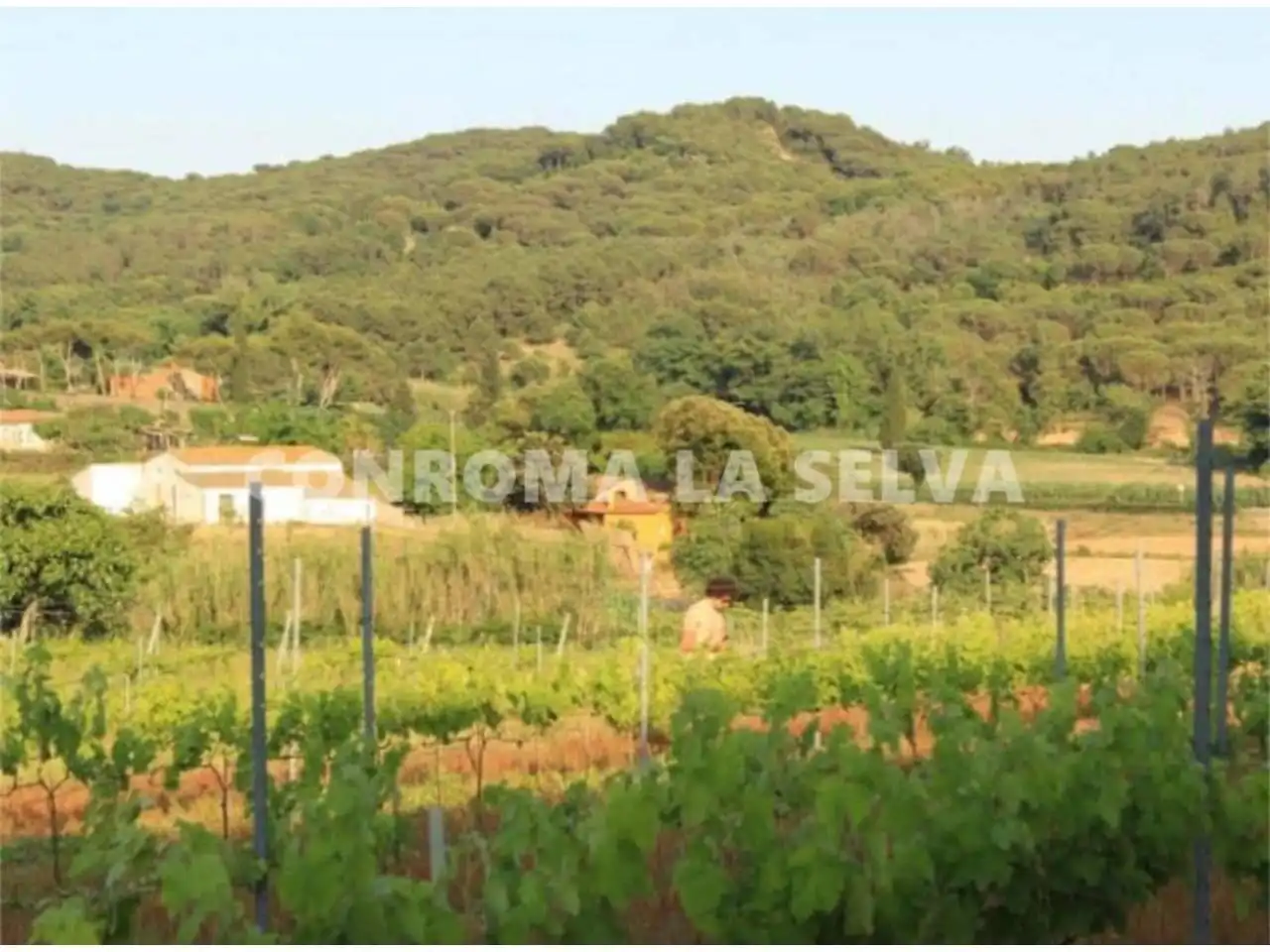 Terreno rustico in vendita a Mas Mora - Sant Daniel