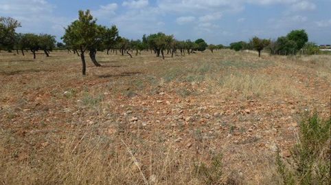 Foto 5 von Grundstücke zum Verkauf in Camino Sa Cabana, Binissalem, Illes Balears