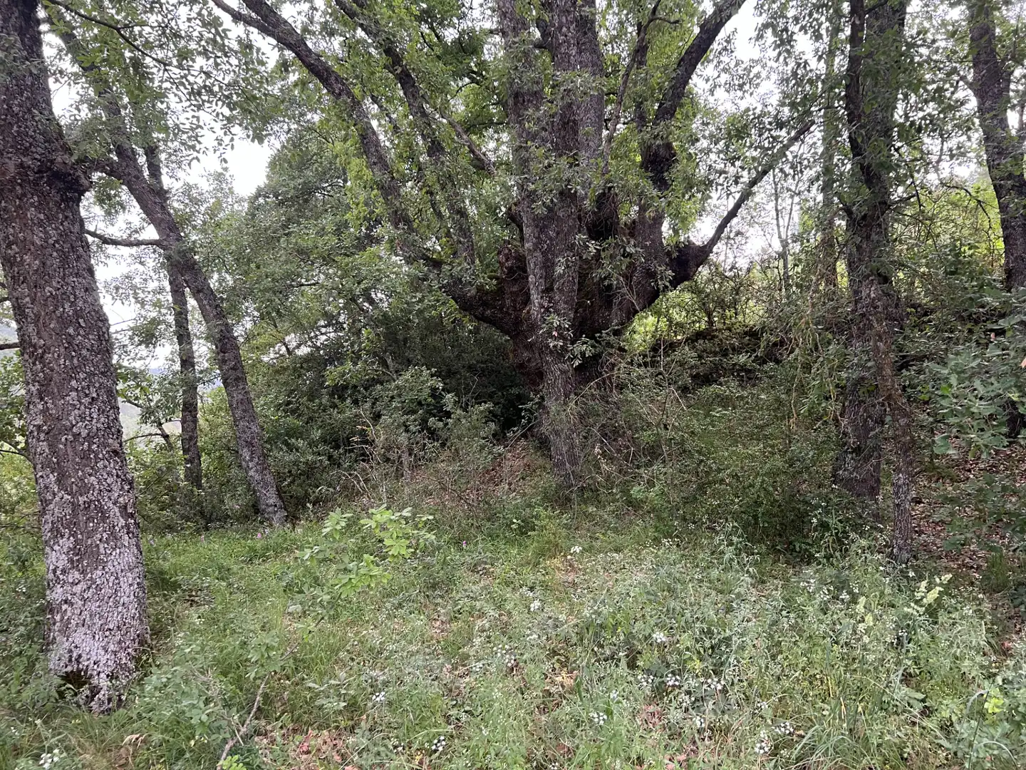 Terreni e lotti in vendita a Jasa, imagen 21