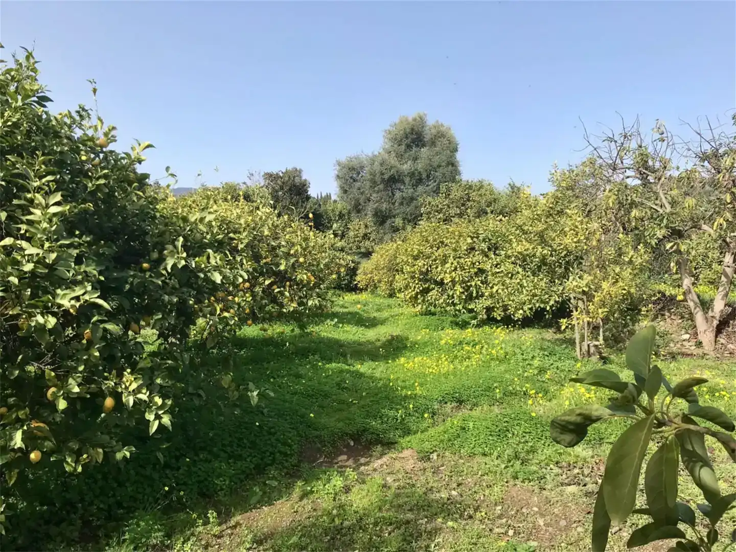 Finca rústica en venda en Estepona amb Aire condicionat
