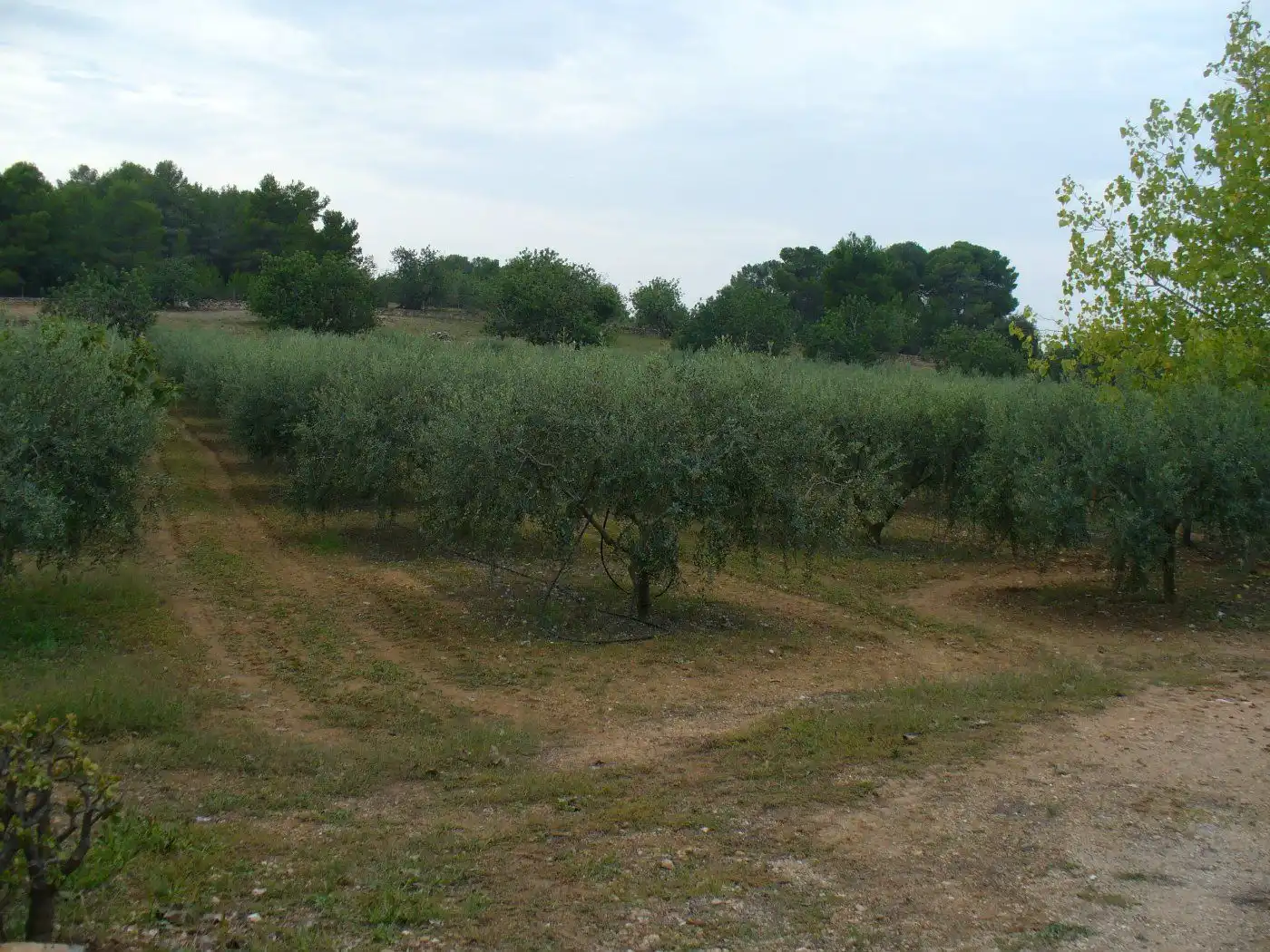 Residential for sale in La Pobla de Montornès  