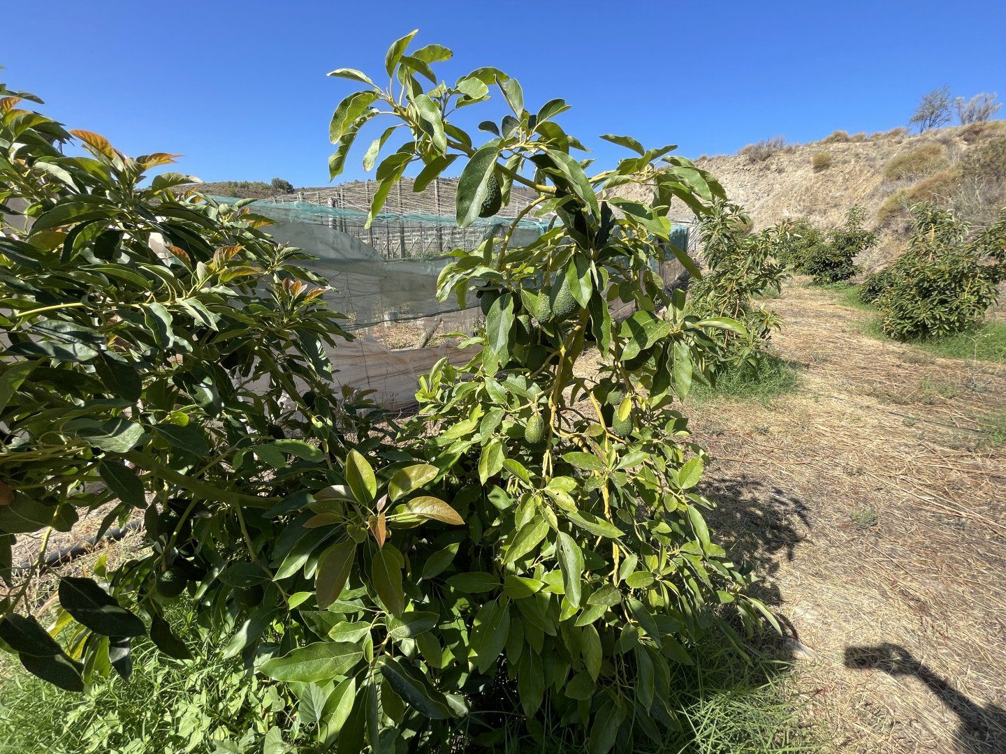 Finca rústica en venda en Salobreña