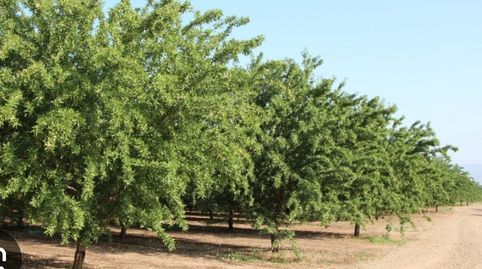 SE VENDE FINCA DE ALMENDROS, immagine 2