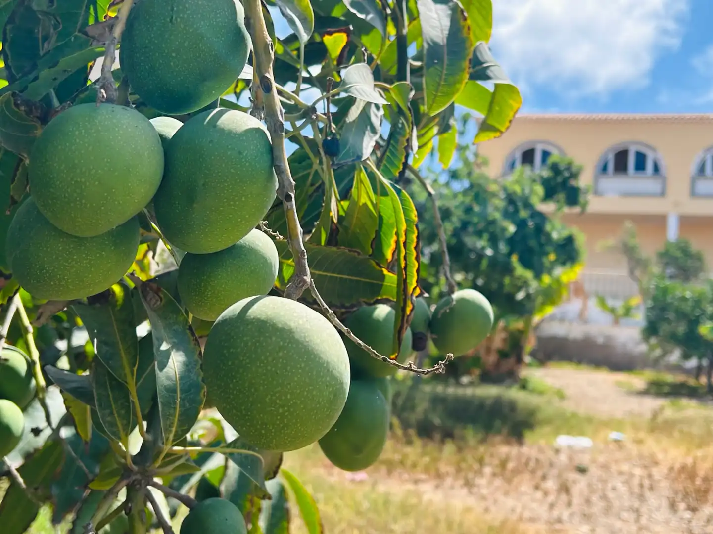 Vista exterior de Casa o xalet en venda en San Bartolomé de Tirajana amb Aire condicionat, Jardí privat i Terrassa