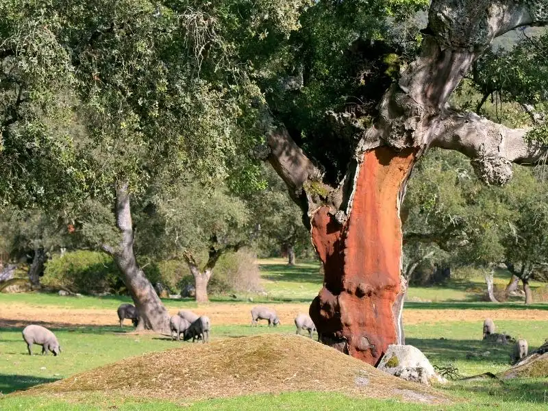 Terreni e lotti in vendita a Centro