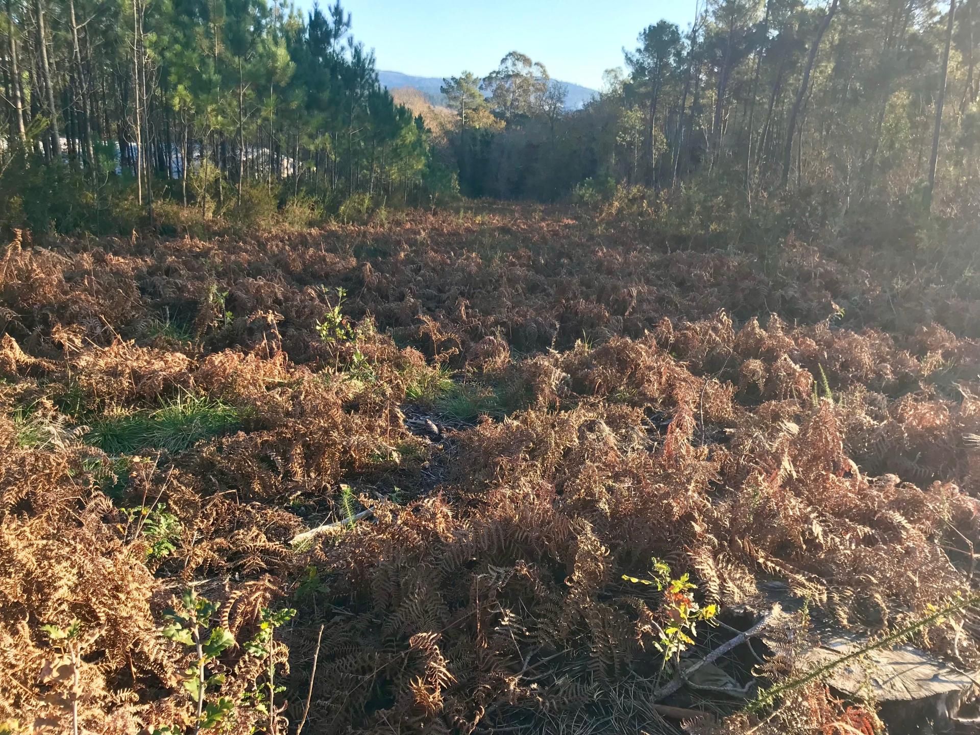 Residential for sale in Noia