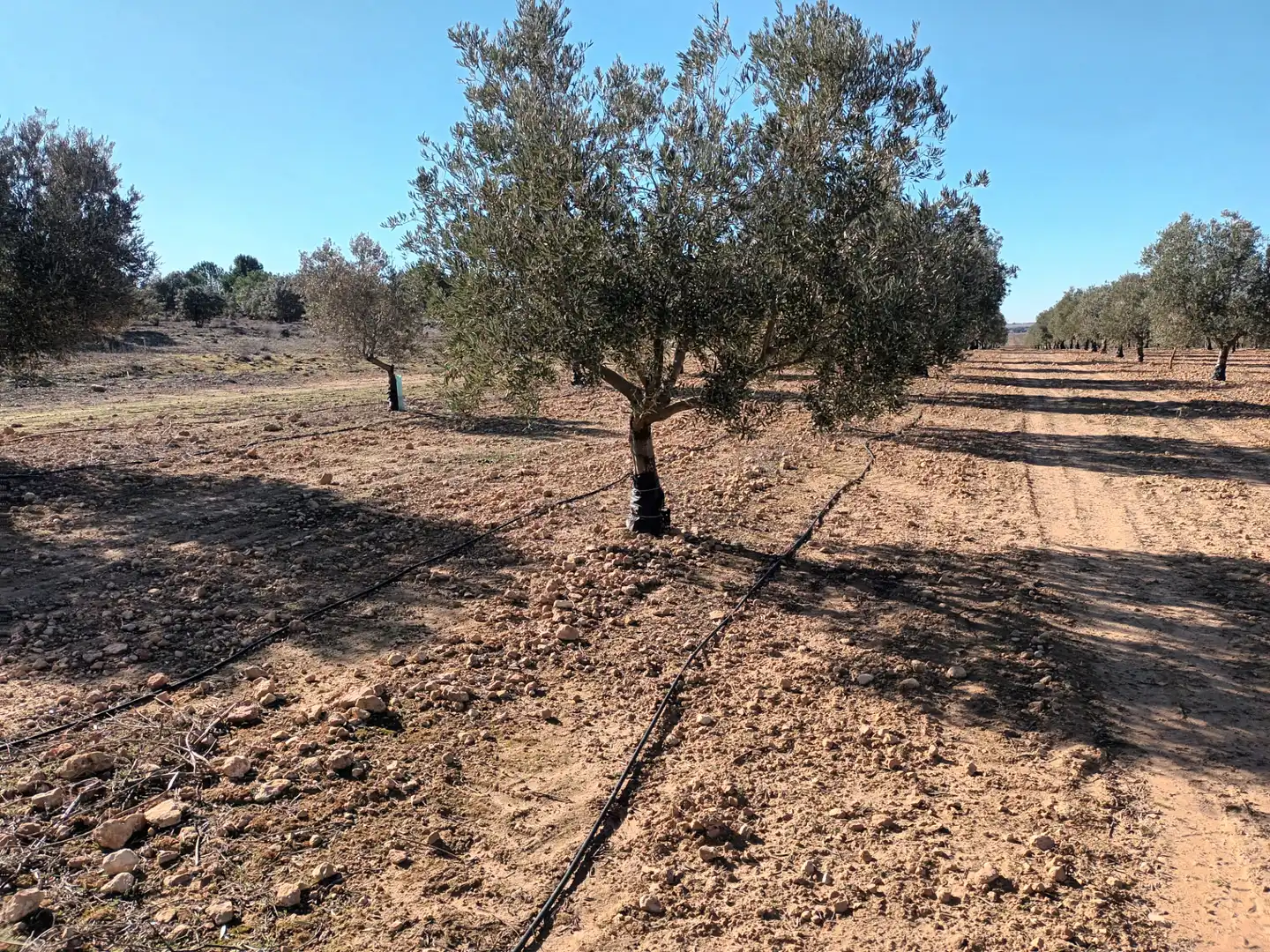 Terrenys i solars en venda a El Toboso, imagen 9