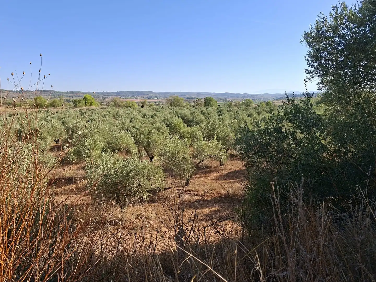 Terreno rustico in vendita a Diseminado Diseminats 6, imagen 13