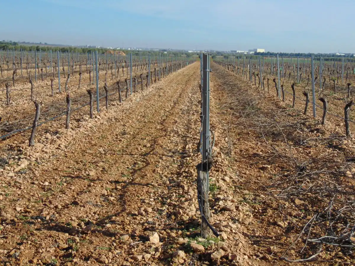 Rural land for sale in Valdepeñas, imagen 21