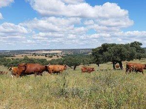 Photo 2 of Land for sale in Norte, Badajoz
