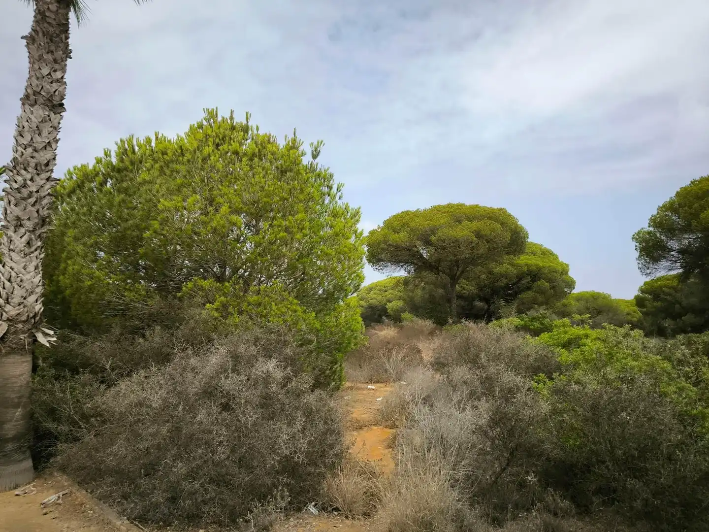 Wohnbaugrundstück zum Verkauf in La Barrosa, imagen 8