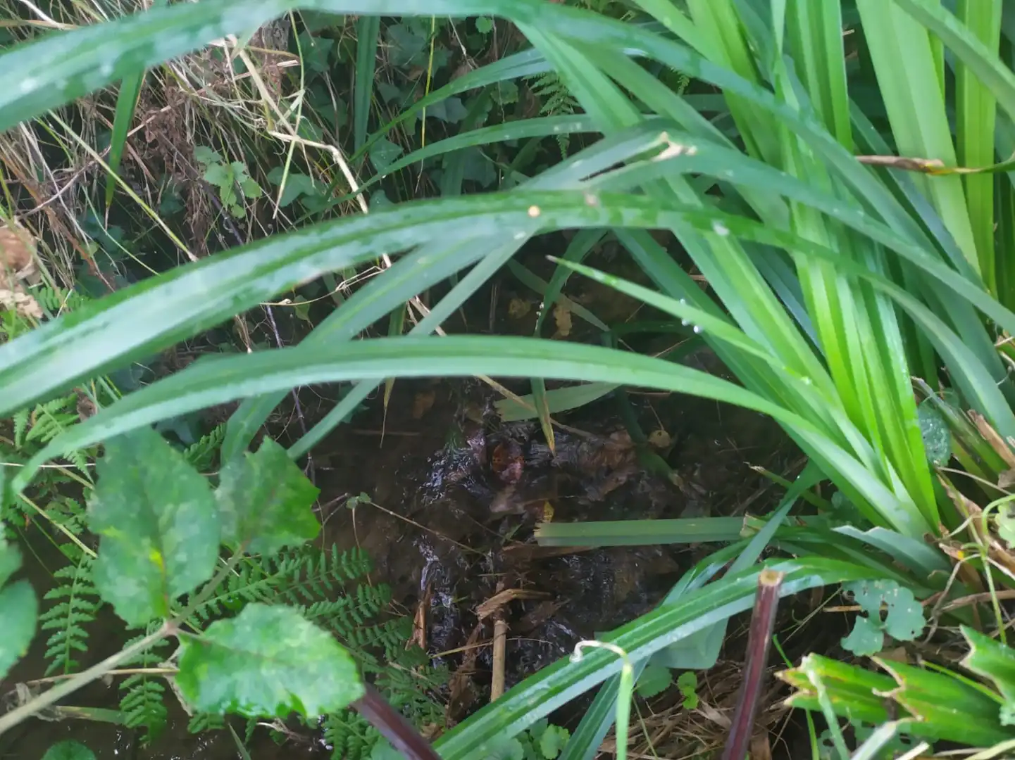 Rustikales Grundstück zum Verkauf in Santa María de Cayón, imagen 6
