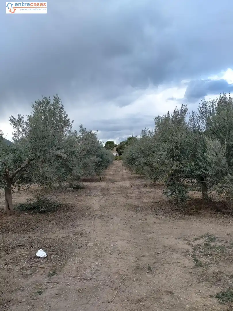Rural land for sale in Petrés, imagen 16